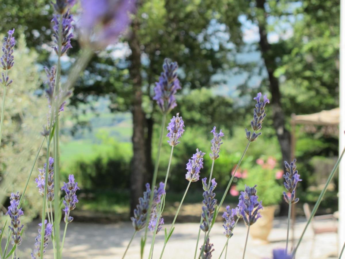 La Villa Du Petit Bois Les Lavandes Faucon  외부 사진